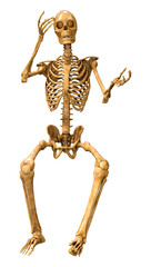 3D Rendering Human Skeleton on White
