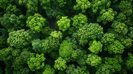 Naklejka premium Drone view of forest canopies spelling out a climate message in their pattern natural communication concept artistic and clean
