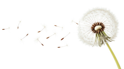 Dandelion flower seeds flying in the wind isolated on a white background	