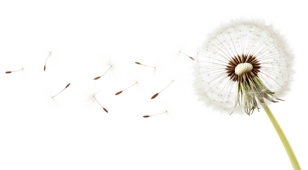 Dandelion flower seeds flying in the wind isolated on a white background	
