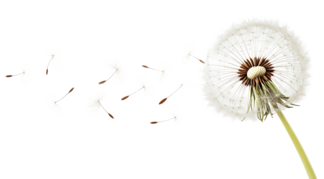 Dandelion flower seeds flying in the wind isolated on a white background	