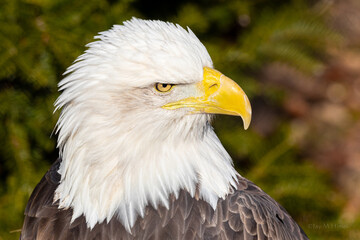 A bald eagle with a yellow beak and a yellow eye