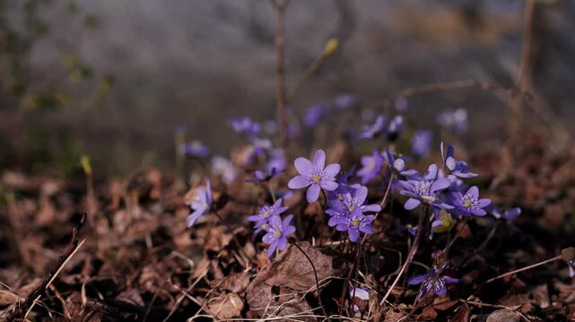 Beautiful Hepatica nobilis wild flowers blossom natural background