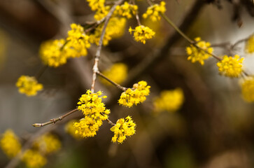 blühende Kornelkirsche im Frühling