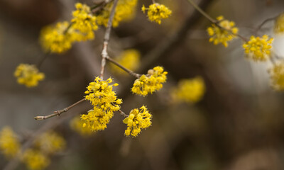 blühende Kornelkirsche im Frühling