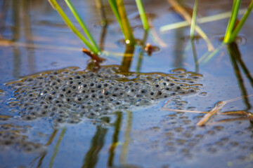 Laich eines Grasfrosches im Teich