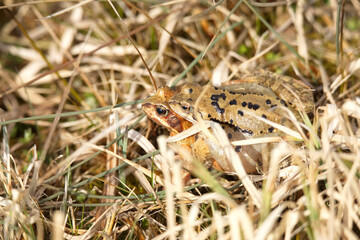 Grasfrosch bei der Paarung, 