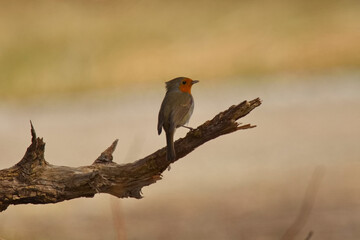 Rotkehlchen im Frühling auf dem Ast