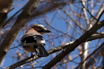 Eichelhäher im Baum 