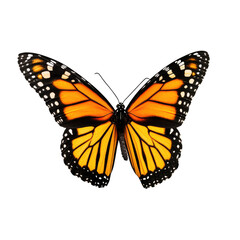 Fototapeta premium butterfly on transparent background
