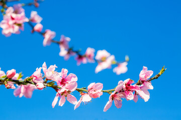 Peach trees bloom pink and red flowers in spring.