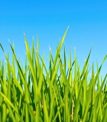 Obraz premium Vivid green grass tuft against a clear azure sky, overhead, clean, fresh