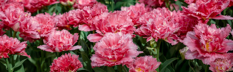 Pink tulips field, abstract floral background, wide panoramic landscape. Spring flowers festival in the garden for your horizontal banner or web header in spring season.