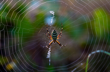 striped spider in the center of a circle of web on a multi-colored background