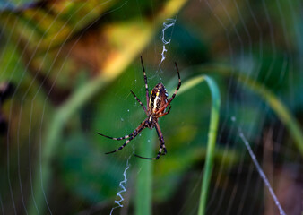 spider in the center of a circle of web on a multi-colored background