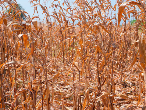 Dried Corn Field Affected by Extreme Drought and Climate Change.A wide shot of a dead, dried corn field with brown, withered stalks standing under extreme heat. Highly effective commercial and editori