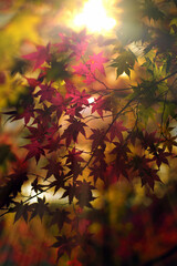 紅葉　美しく色付くモミジ