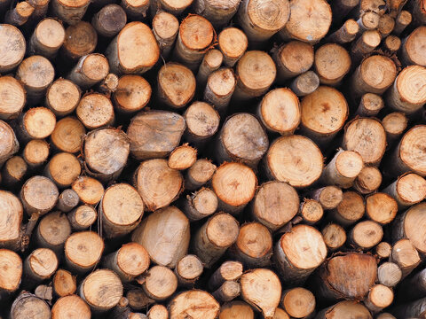 Macro shot of multiple chopped pine or eucalyptus tree trunks, showcasing a detailed circular cross-section texture of wooden logs piled together at a lumber yard or forestry site.