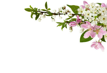 Spring flowers, buds and small green leaves on garden tree twigs in a corner arrangement isolated on white or transparent background