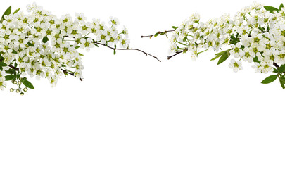 Spring twigs of spiraea flowers for floral arrangement isolated on white or transparent background