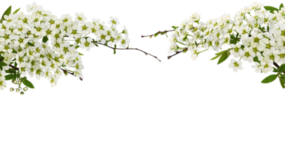 Spring twigs of spiraea flowers for floral arrangement isolated on white or transparent background