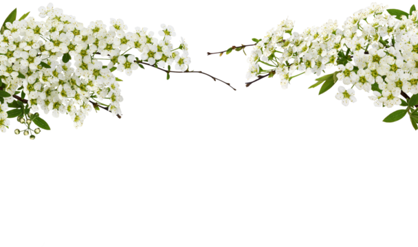 Spring twigs of spiraea flowers for floral arrangement isolated on white or transparent background
