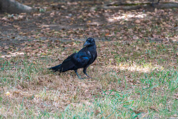 落ち葉の中を歩くハシブトガラス