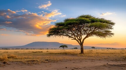 Fototapeta premium Amboseli savanna landscape at dusk, acacia tree silhouettes and vibrant sunset colors