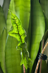 Young Alocasia Jacquelynn unfurls a new, carved, textured leaf against the backdrop of large...