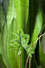 Young Alocasia Jacquelynn unfurls a new, carved, textured leaf against the backdrop of large...