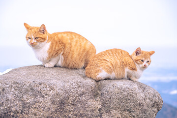 마니산 고양이