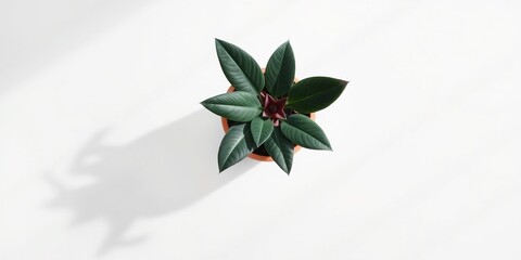 Elevated Indoor Plant Arrangement, Top View