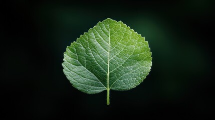 Fototapeta premium Single green leaf, detailed veins, dark background