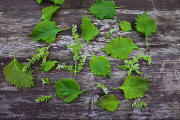 Wild Asian herb called perilla frutescens on a wooden table. It is used in Chinese medicine.