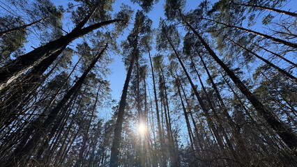 Pine forest and sky