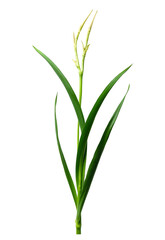 bamboo plant isolated on white background