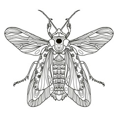 Bug line flower drawn dreams