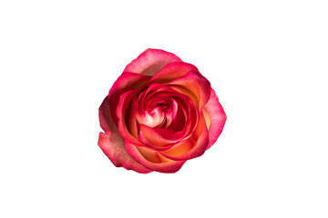 Naklejka premium Bright rose in shades of pink and orange on transparent background, isolated, PNG