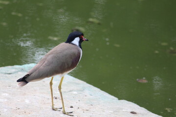 a bird near a polluted pond