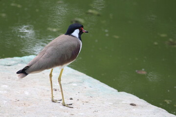 Naklejka premium a bird near a pond