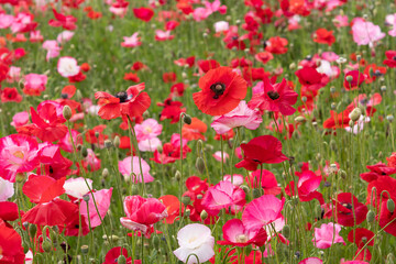 満開のポピー畑