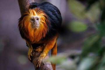 Front view of a Golden Lion Tamarin, Leontopithecus rosalia, also known as the golden marmoset, climbing in a tree. Endemic to the Atlantic coastal forests of Brazil. Space for text. © Rixie