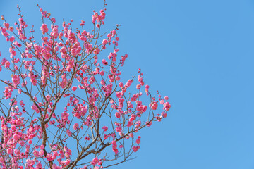 青空に映える満開の梅の花