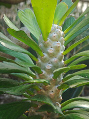euphorbia poissonii in the garden