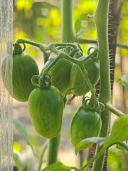 young potato in the garden