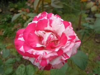 Close Up of a Bold Red and White Striped Rose in a Lush Garden