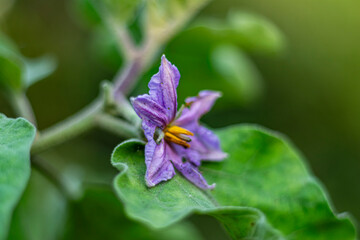 The brinjal flowers are purple to white, with yellow stamens and a five lobed
