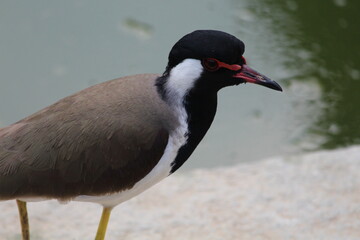 close up of a bird near pond