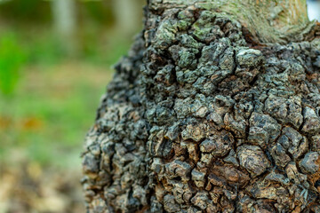 The dark tree, rough burls, caused by stress or infection are burls