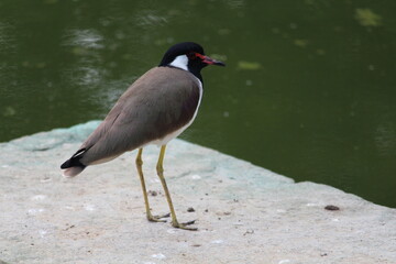 a bird near a pond
